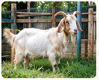Ilustrasi kambing untuk layanan aqiqah